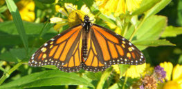c Monarch Butterfly GMO crops