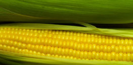 GE corn