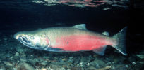 Khake salmon
