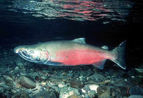 Khake salmon