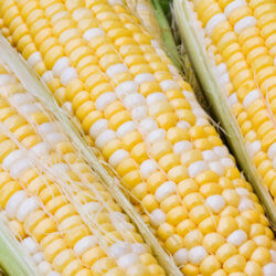 GMO labeling