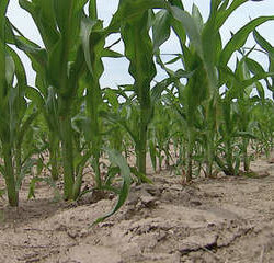 corn