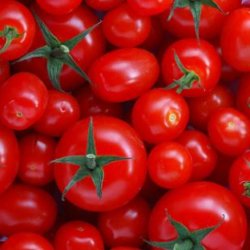 tomatoes singing growing