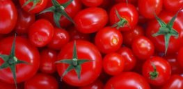 tomatoes singing growing