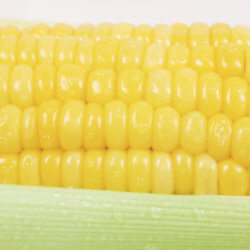 corn