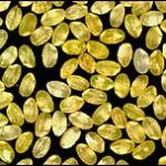 golden rice