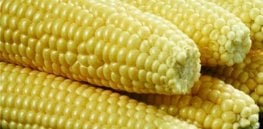 sweet corn on cob