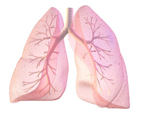 lungs