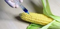 GMO injection
