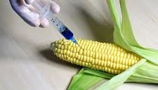 GMO injection