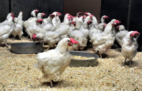 hens