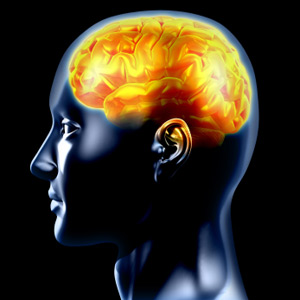 human brain