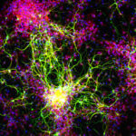 stemcells