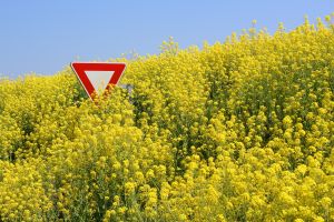 stop gmo