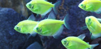 GloFish Electric Green Tetra MidRes