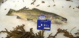 salmon on ice