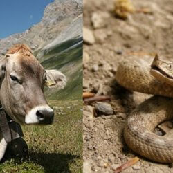 Cow viper e