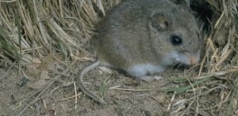 Peromyscus polionotus oldfield mouse e