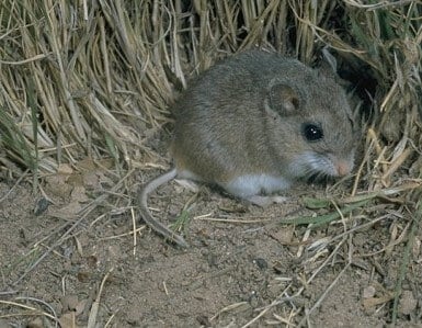 Peromyscus polionotus oldfield mouse e