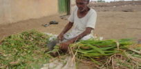 px Farmer in India