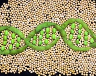 soybean sequence e