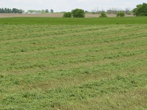 alfalfa field