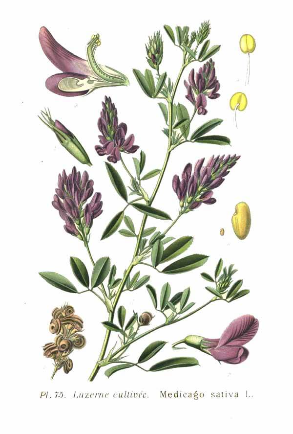 Medicago sativa L