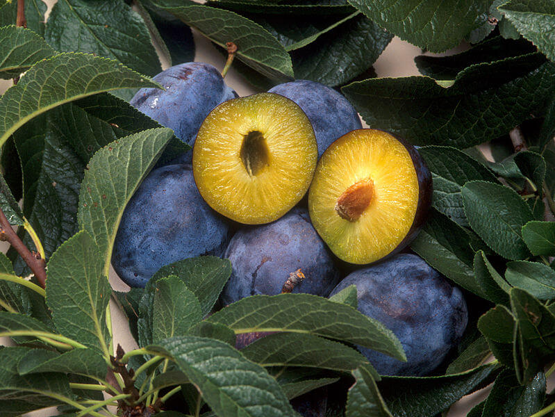 px C plum pox resistant plum
