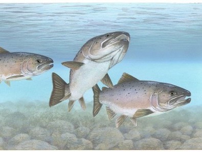 Atlantic salmon Atlantic fish e