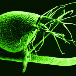 Bladderwort trap