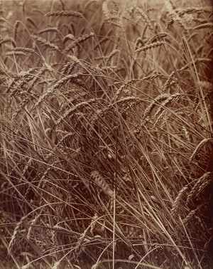 Eugène Atget Wheat Google Art Project