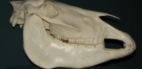 px Przewalski horse skull