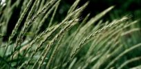 Hybrid perennial wheat in the field