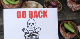 px BT Brinjal Protest Bangalore India Go Home Monsanto