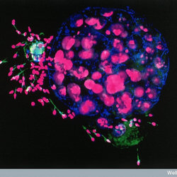 embryo