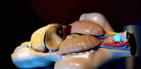liver morguefile