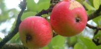px Discovery apples