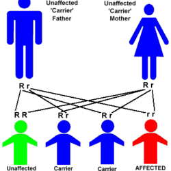 Autorecessive tay sachs