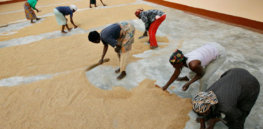 MDG MGO in Ghana Farmer