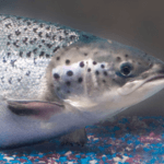 Salmon e