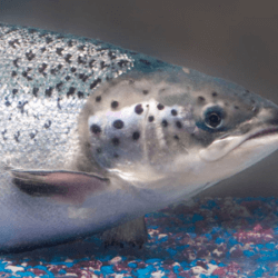 Salmon e