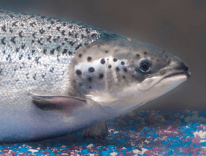 Salmon e