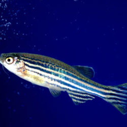 Zebrafish aquarium