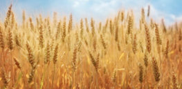 wheat x