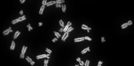 Human female metaphase chromosomes tif x
