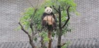 livescience panda