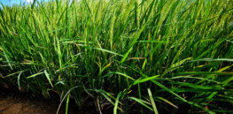 Golden Rice confined field trial at IRRI