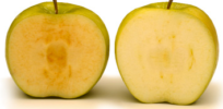 arctic vs regular apple