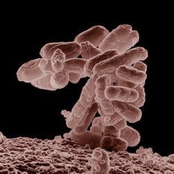 e coli