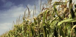 Podcast: Organic grower Jack's Farm Radio interviews GLP's Jon Entine on GMOs and sustainability